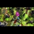 Buy Defenders of Ardania Global CD Key and Compare Prices
