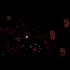 Buy Angry Space Bees Global CD Key and Compare Prices