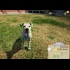 Buy Animal Shelter Global CD Key and Compare Prices