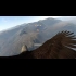 Buy Aquila Bird Flight Simulator Global CD Key and Compare Prices
