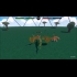 Buy Animal Fight Club Global CD Key and Compare Prices