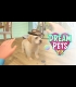 Buy Dream Pets VR Global CD Key and Compare Prices
