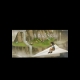 Buy A Bird Story (PC) CD Key and Compare Prices 