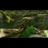 Buy Biotope: Aquarium Simulator CD Key and Compare Prices