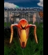 Buy Insane Insects: The Inception (PC) CD Key and Compare Prices 